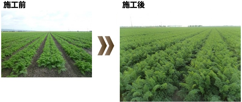 長崎県諫早市干拓地ニンジン